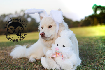 Bunny-Cup Agility-Turnier 